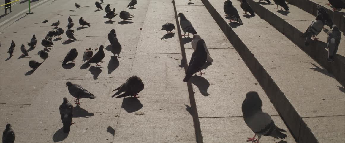 Dozens of pigeons sit on concrete steps next to a road