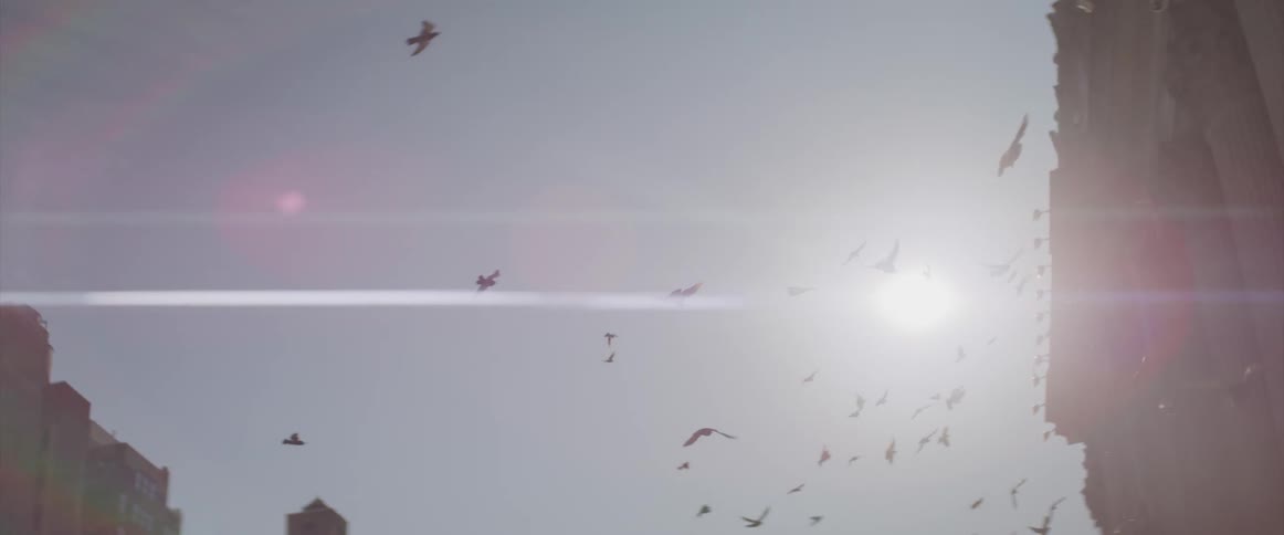 Birds flying over buildings in a city