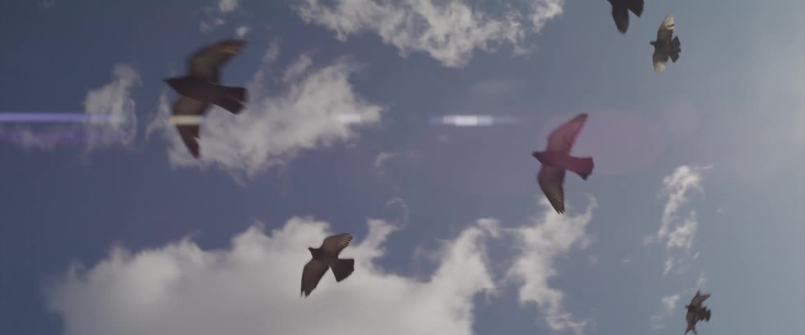 A dozen birds fly over downtown on a sunny day