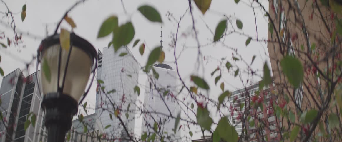 Skyscrapers seen looming in the distance through light foliage