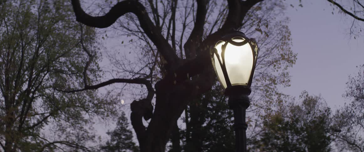 A lamp post in a park glows softly at dusk with trees and branches behind it