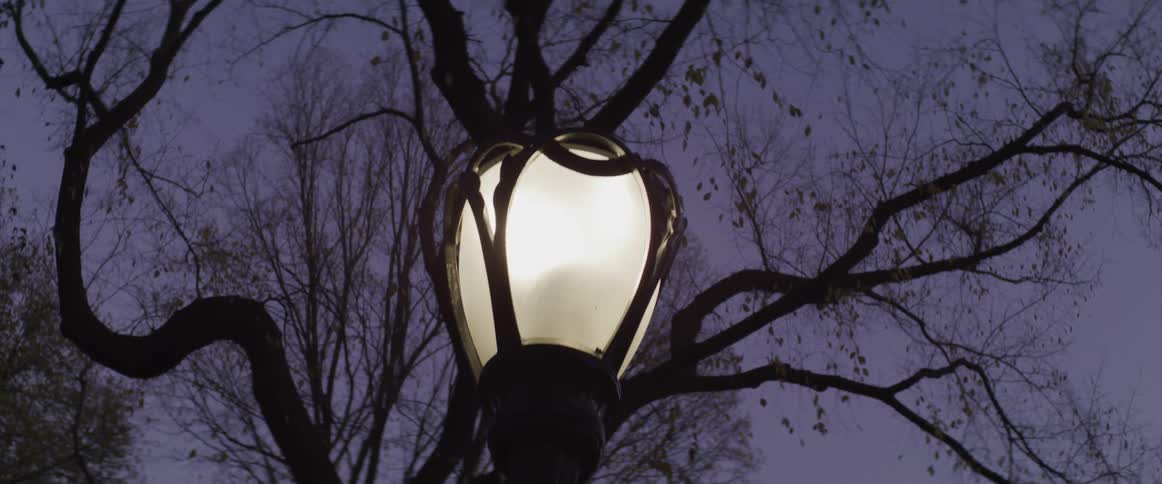 A streetlight with trees and the sky above
