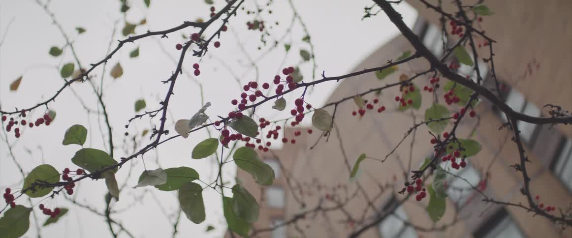 Red berries and green leaves on a tree or bush in front of a building