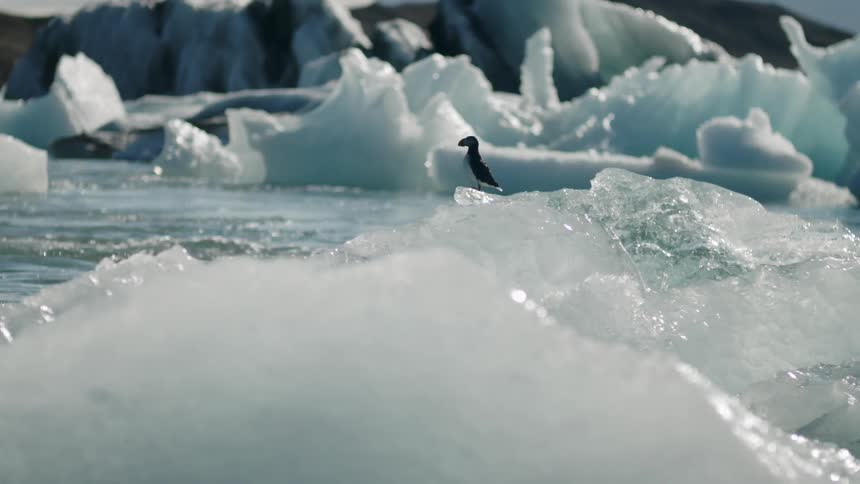 A bird is riding a piece of ice floating in the water