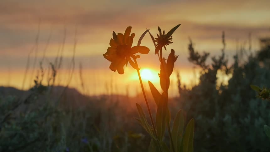 A flower blooms beside tall plants at sunset