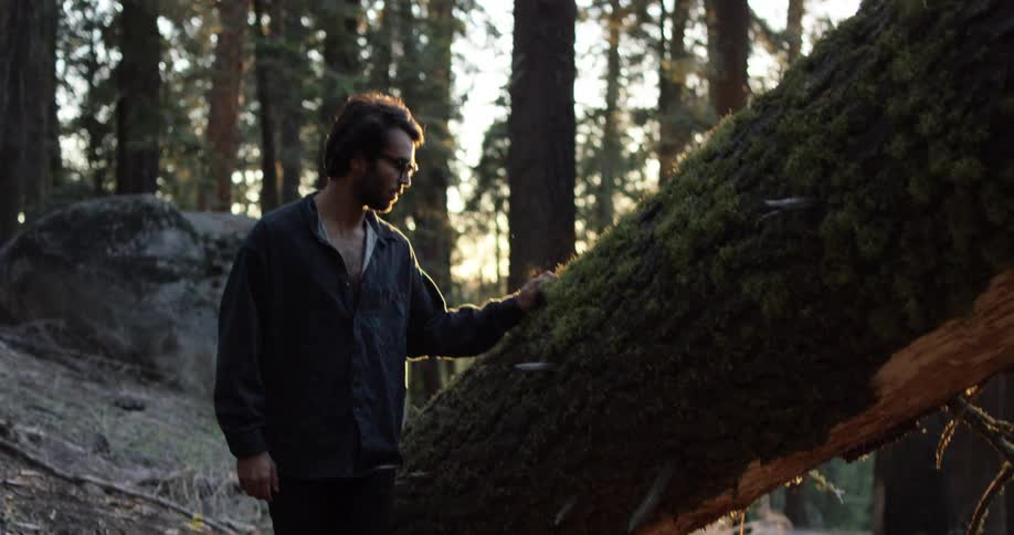 A man walks over to a fallen tree and touches it