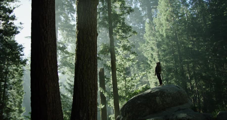 Man in a forest standing on platform of large rock looking at the large trees