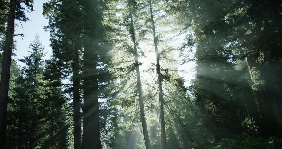 The sun shines through the leaves of trees in the forest