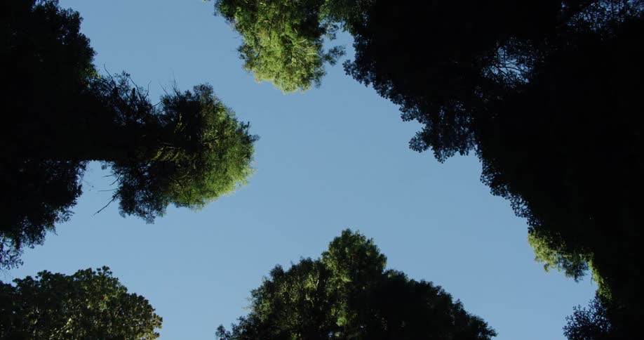 The forest is shading the area under the sunny sky