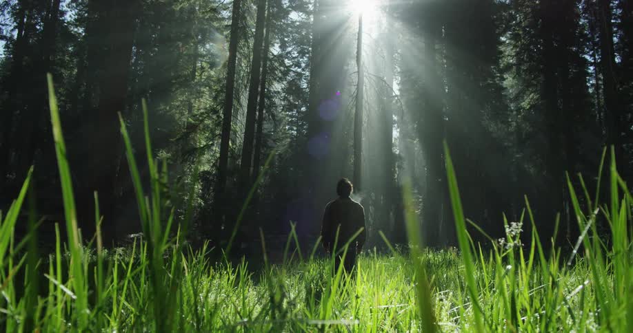 A man is looking up at the sun in the forest