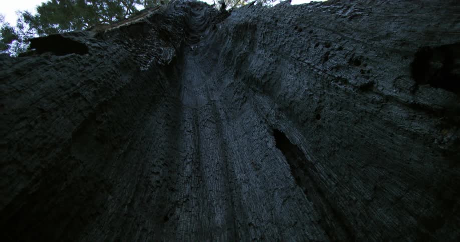 Man leaning up to giant redwood tree then looking up