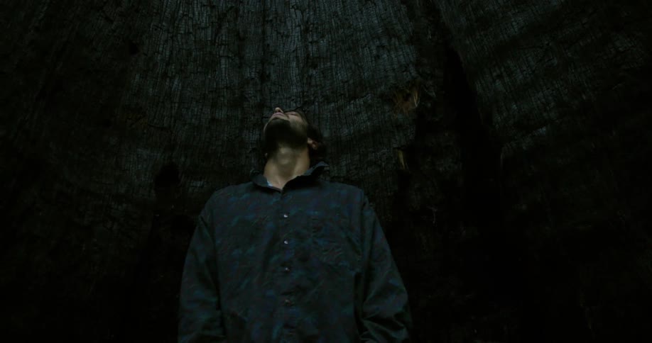A man stands at the base of a tall tree in a forest