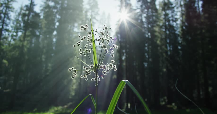 A small plant grows and buds in a forest