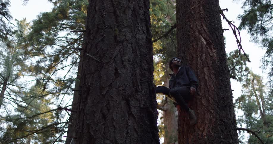 A man is climbing up between two trees