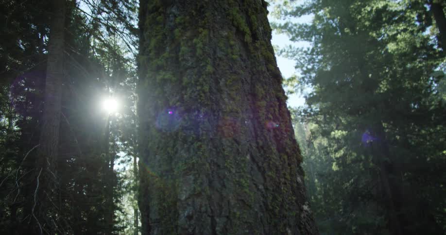 The sun streams through the leaves of trees in the dense forest