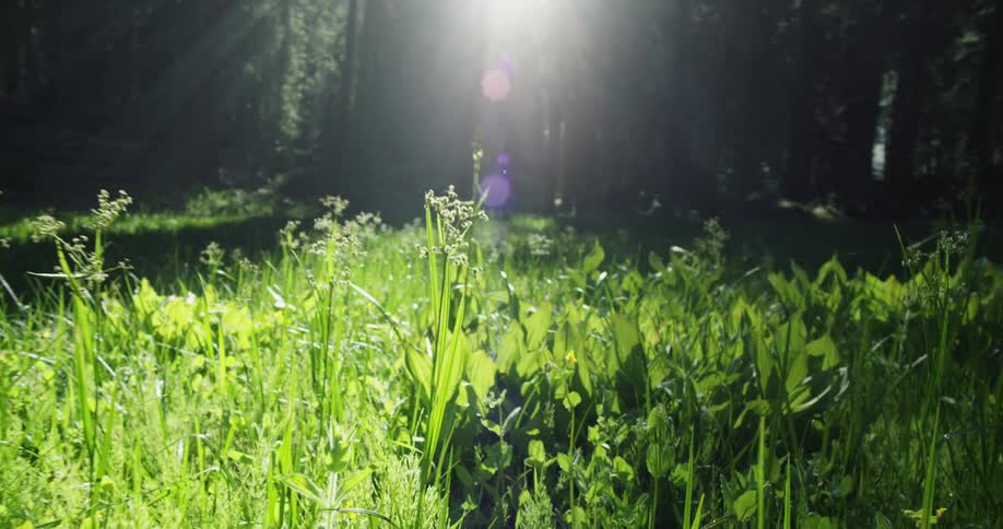 Flowers and plants on the ground