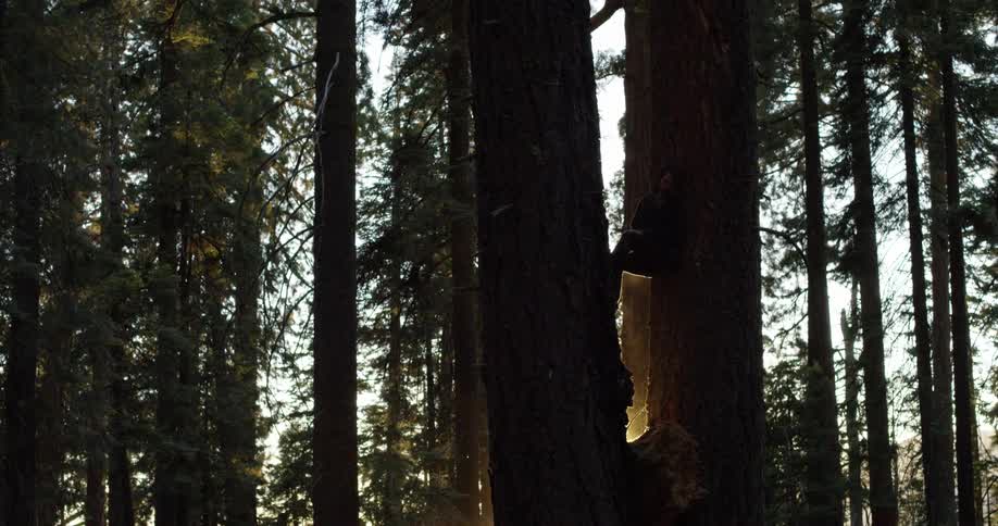 A man is climbing up the trees in the forest