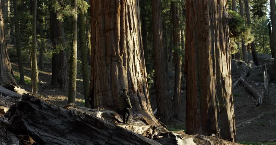 Man walks in a forest of large trees