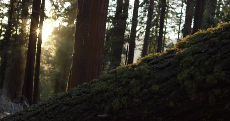 The sun streams through the leaves of trees in the dense forest