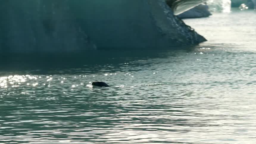 A seal is traveling in the water by an iceberg