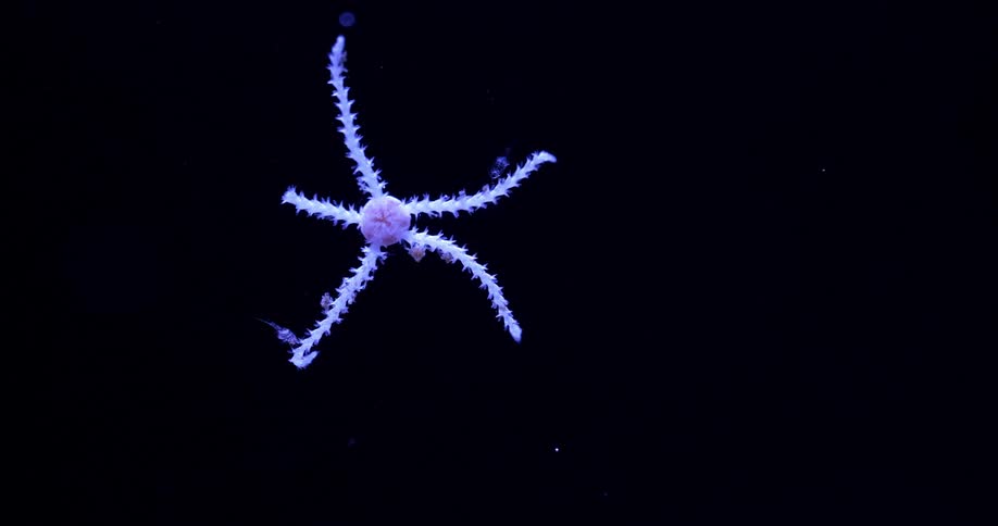 A blue starfish crawling on glass