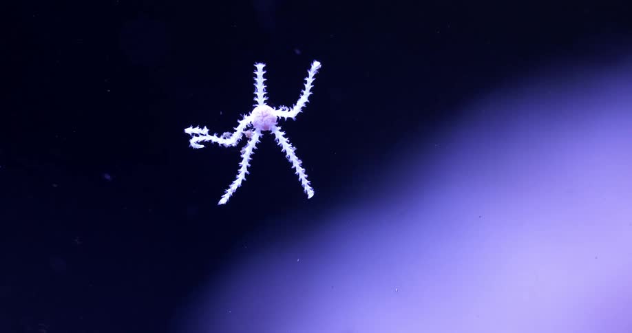 An underwater coral life form moving like a human figure made of pipe cleaners