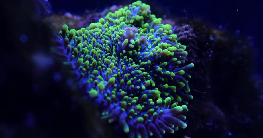 Plant and sea life under water
