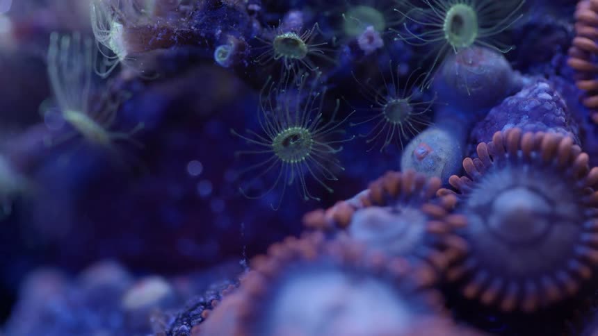 Plant life under water