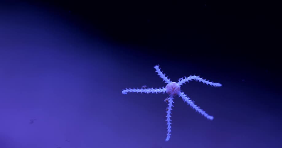 Sea life moves under the water