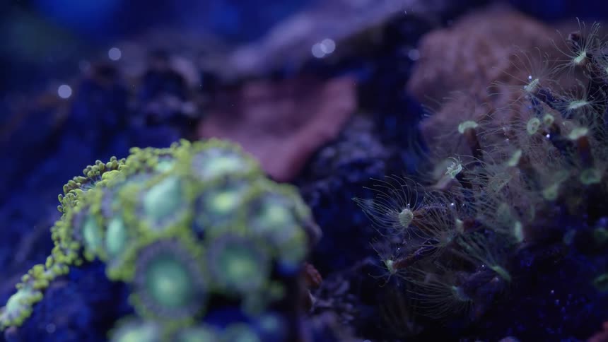 Coral sits in the ocean