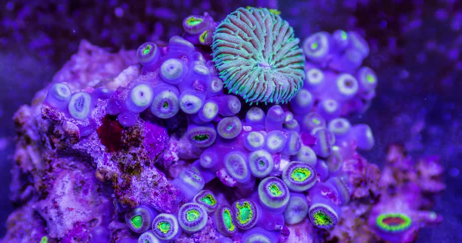 Purple and yellow coral move underwater