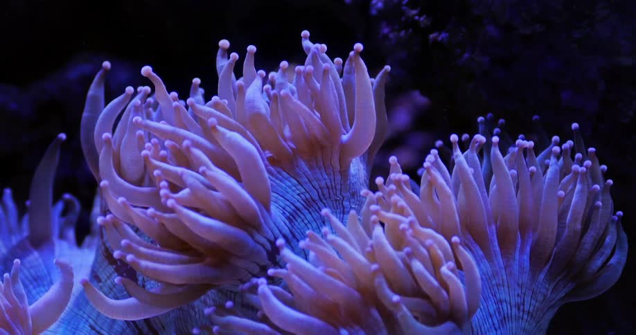 Sea anemones billow in the ocean current