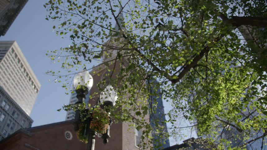 Green leaves on a tree in the wind in the city