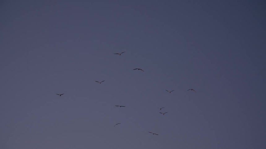 Flock of birds flying in the sunset