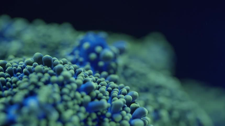 Blue and green balls sit in liquid