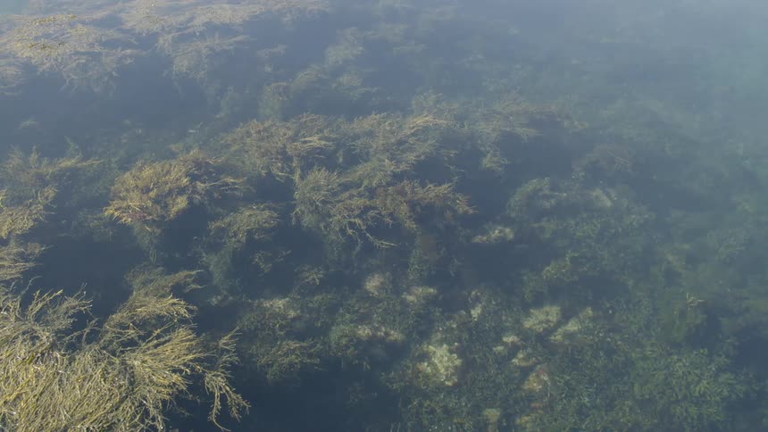 The seaweed is covering the sea floor