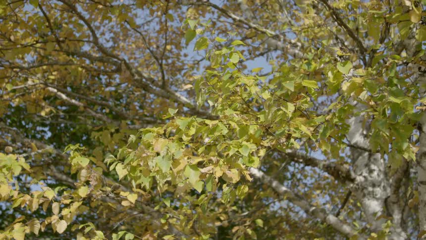 Autumn trees sway gently in the wind