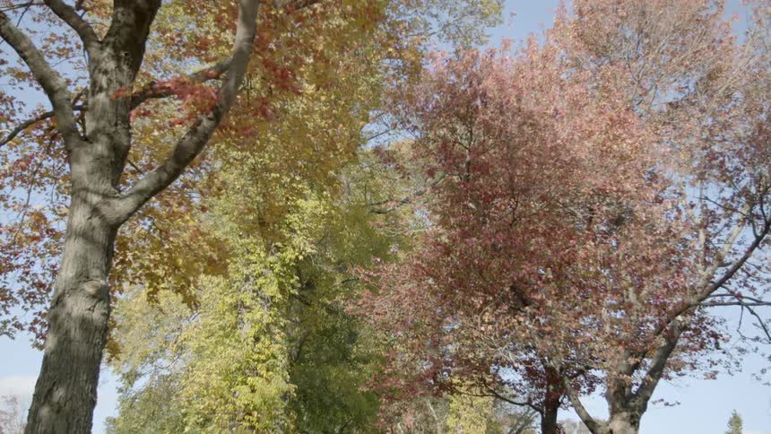The autumn trees sway gently in the wind
