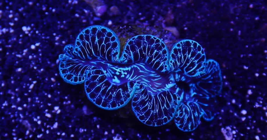 An invertebrate under the water