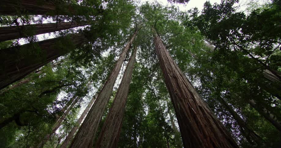 Tall trees in a forest reaching into the sky