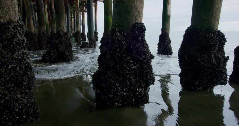Shells cover lower part of pier supports as waves crash on beach and water swirls