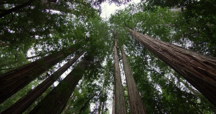 Birds eye view of trees in a forest