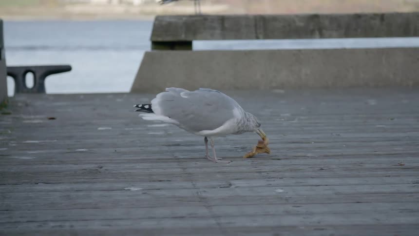 A pelican carries and drops a starfish from its beak on a pier near the ocean