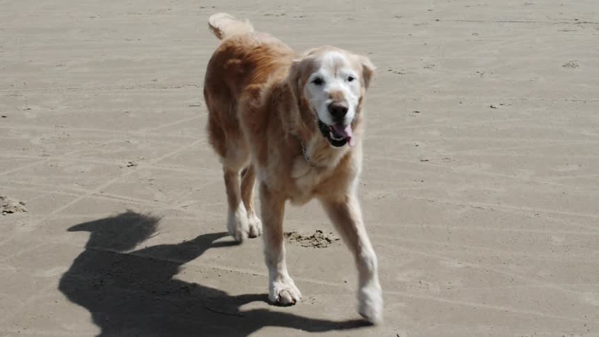 A dog runs in slow motion