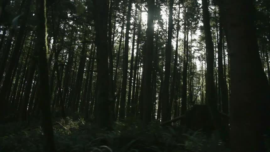 Trees grow tall in the woods