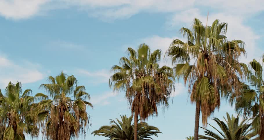 Trees in front of a blue sky