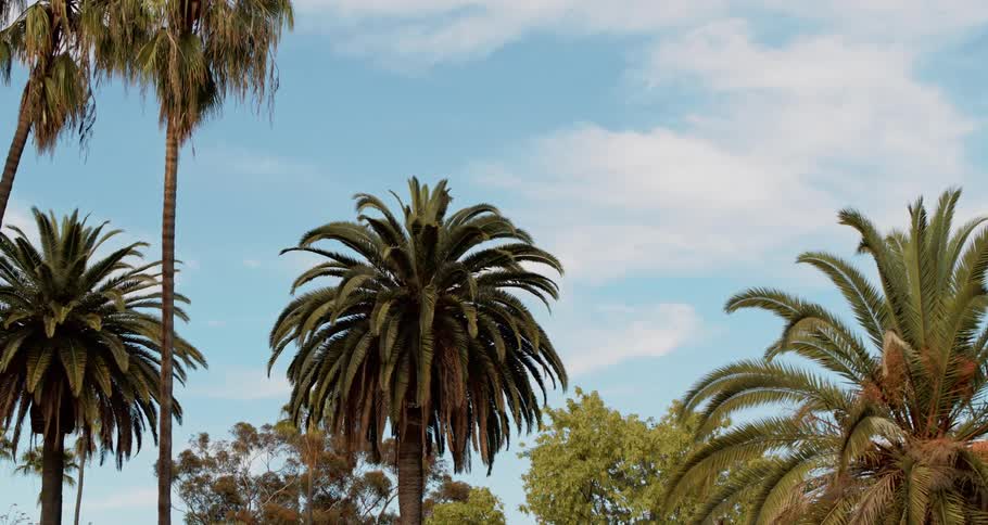 Palm trees of varying heights rise above other trees with dying leaves