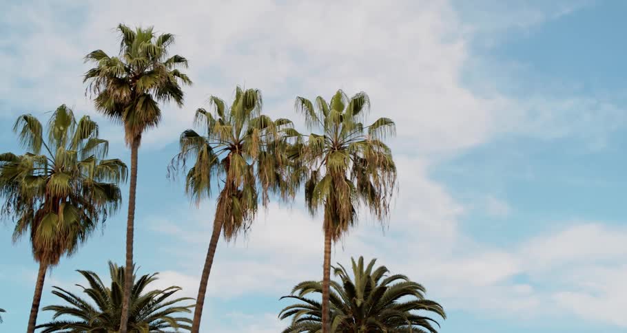 View of palm trees and blue sky