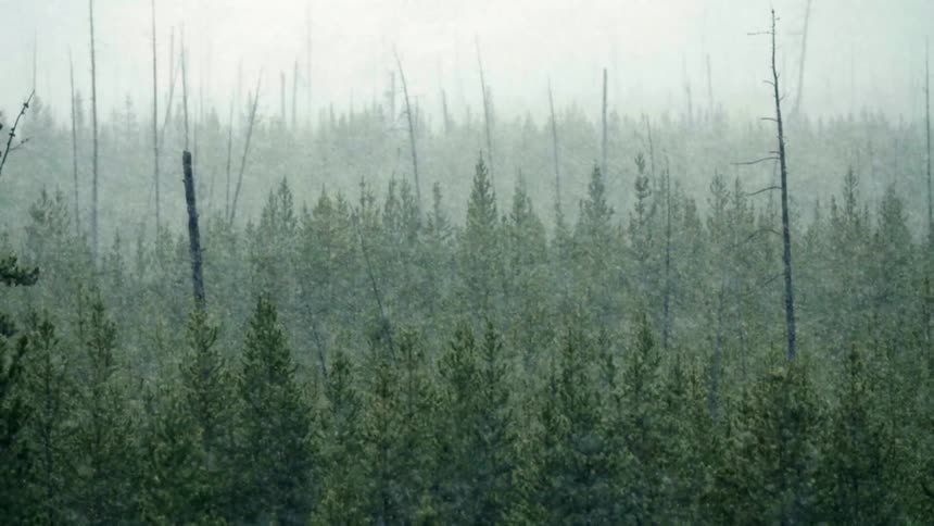 Heavy snow is falling over a dense forest