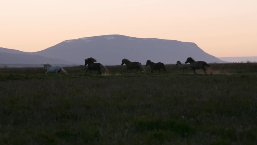 Horses are running across a grass field at sunset